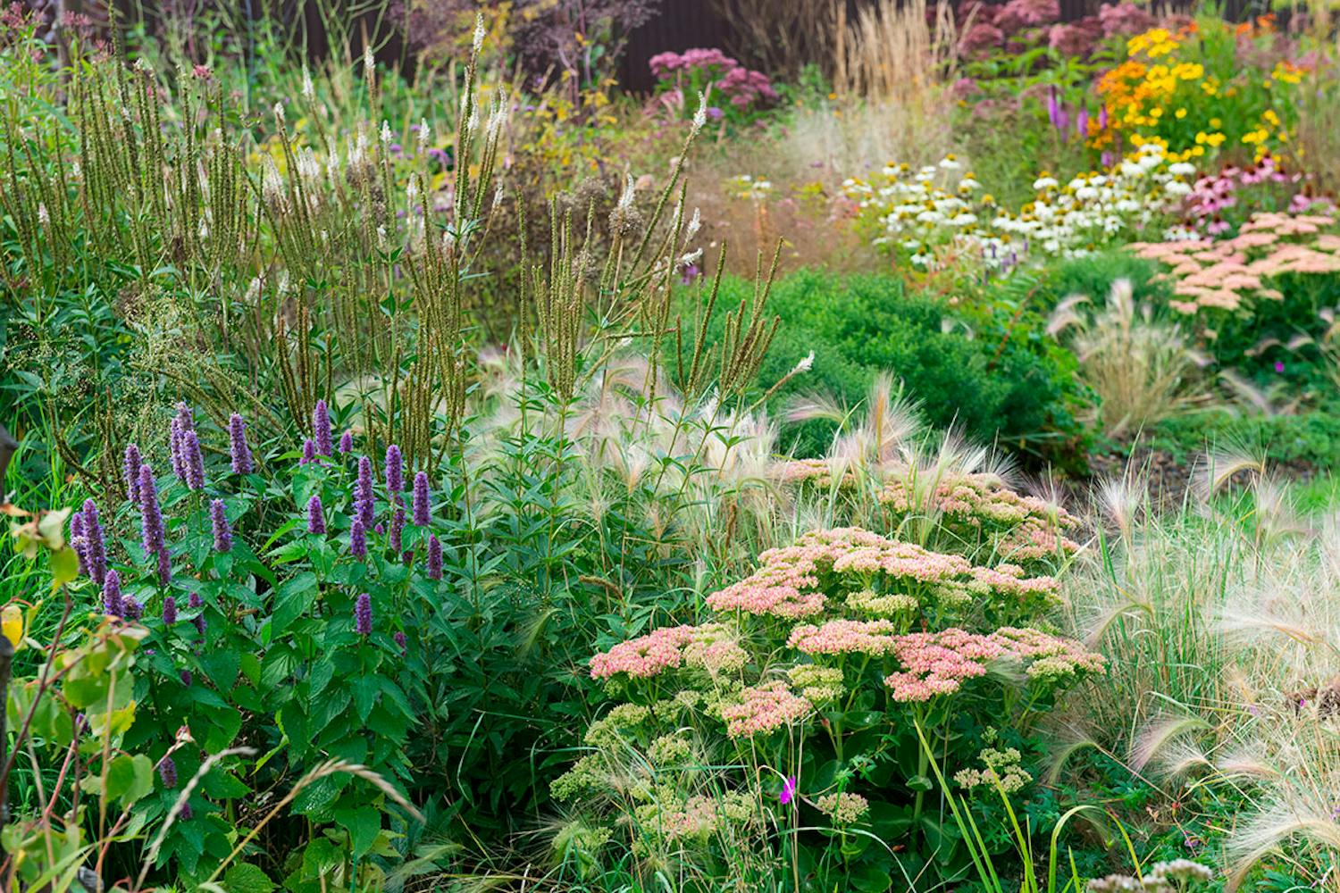 Stauder til sol og tørke Stauder fuld sol